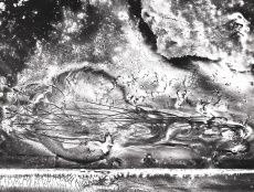 Horizont
