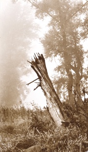 Z Trojského ostrova v Praze