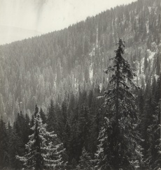Krkonoše