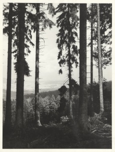 Krkonoše