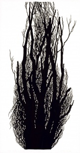 Starý topol