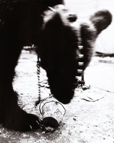 Cirkus
