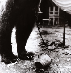 Cirkus