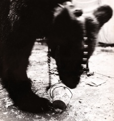 Cirkus