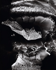 Struktura