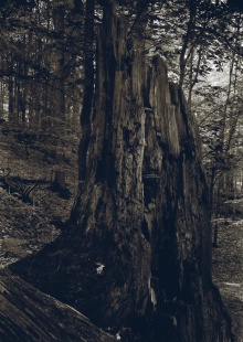 Strom věků