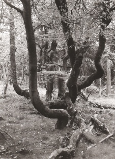 Živý strom