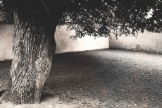 Ve stínu stromu
