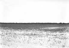 Z cyklu Zemská fotografie IV.