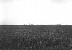 Z cyklu Zemská fotografie VIII.