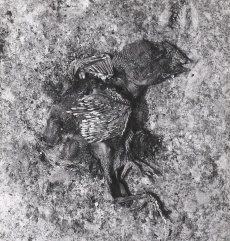 Fénix